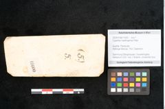 Foto (Objekt + Etikett) von Cyperites hoettingensis Palla (NHMW-GEO-2024-0188-11600)